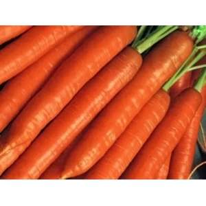 Брилианс F1 – морковь, 100 000 семян (1,4-1,6 мм), Nunhems (Нунемс) Голландия фото, цена